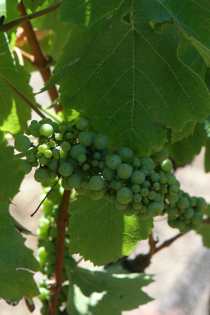 Photo Grapes