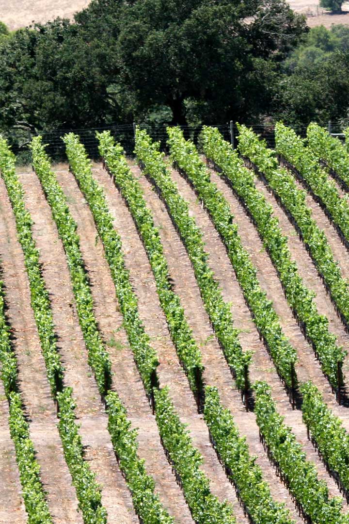 Wine